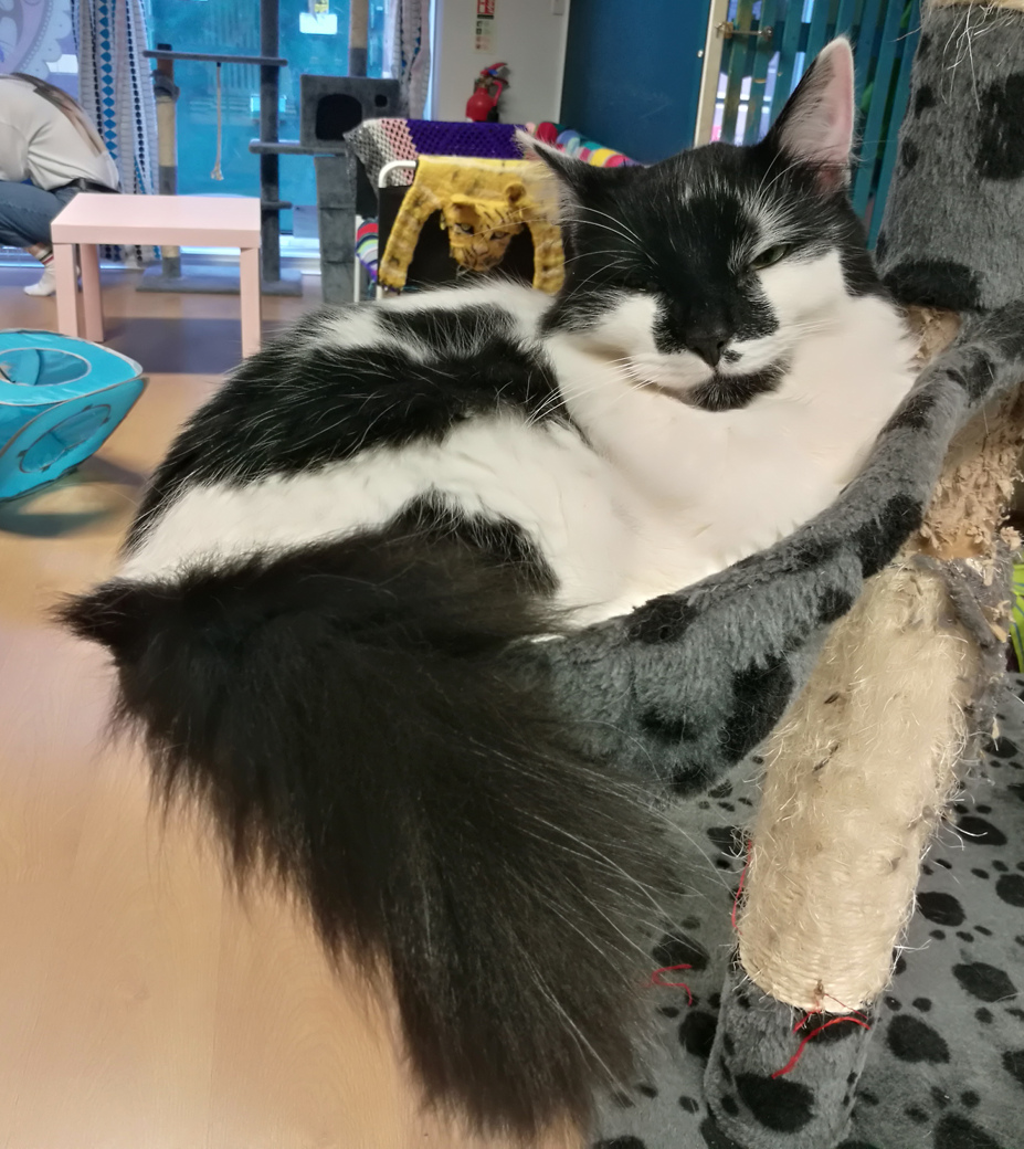 A photo of a fluffy black and white cat curled up on a blanket.