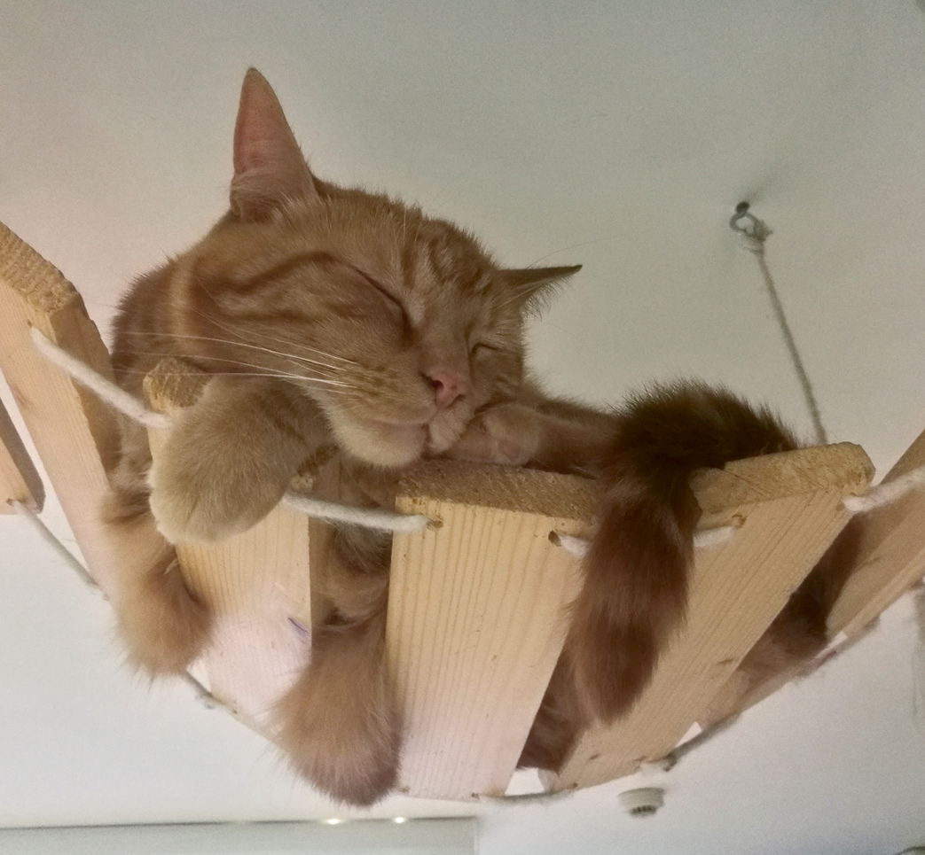 A photo of an orange tabby cat curled up and sleeping.