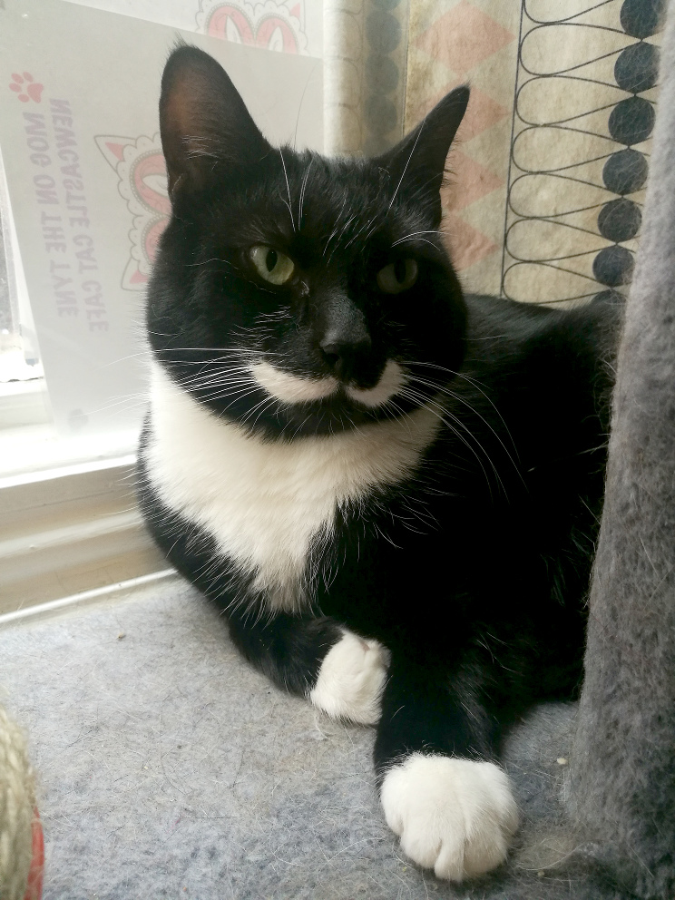 A photo of a tuxedo cat with moustache-like markings.