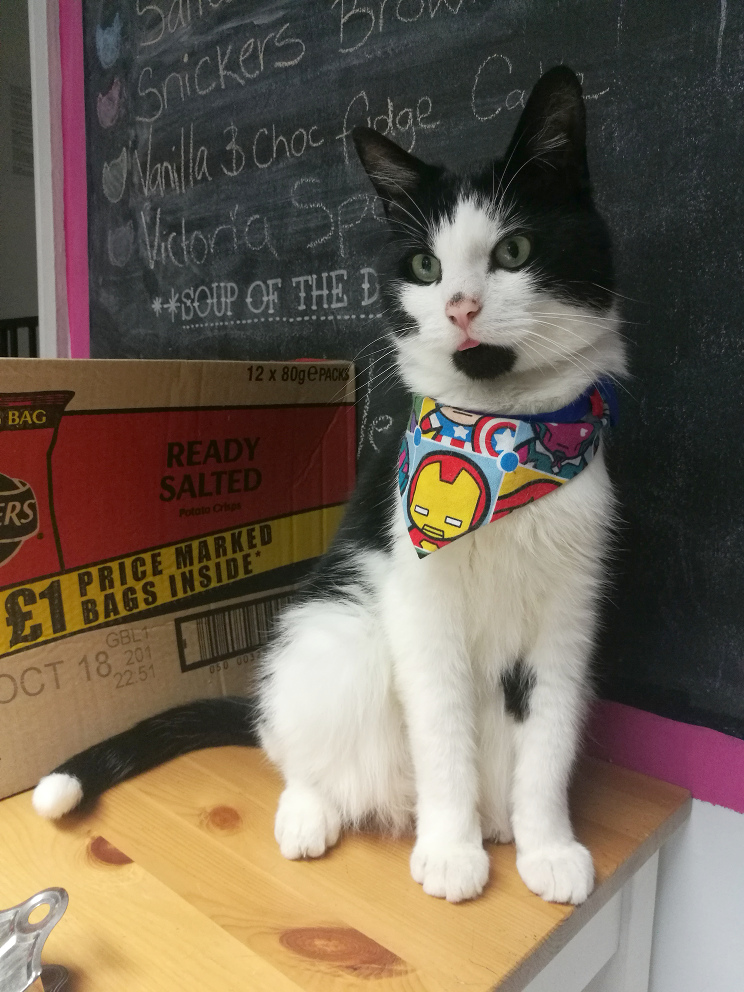 A photo of a black and white cat sticking his tongue out.