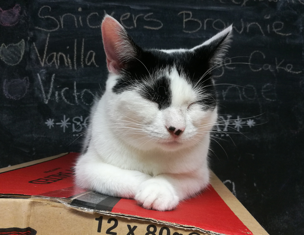 A photo of a black and white cat sleeping while laying upright.