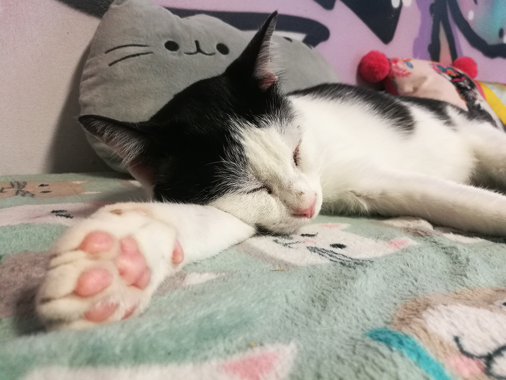 A photo of a black and white cat sleeping with his paw facing the camera.