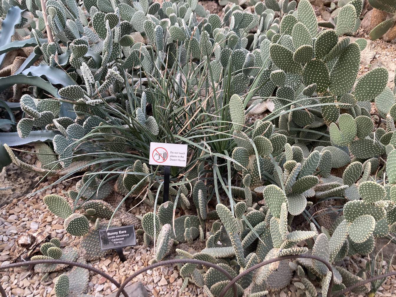 A patch of bunny ears cacti.