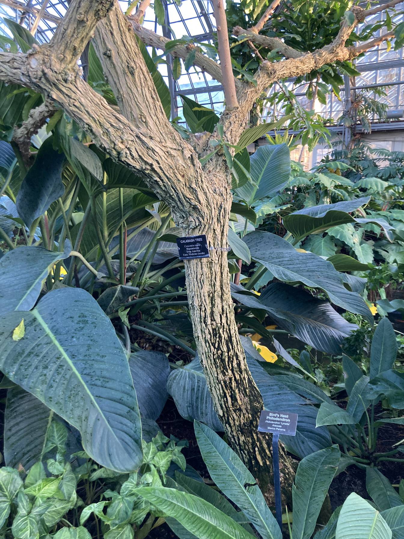Calabash tree trunk.
