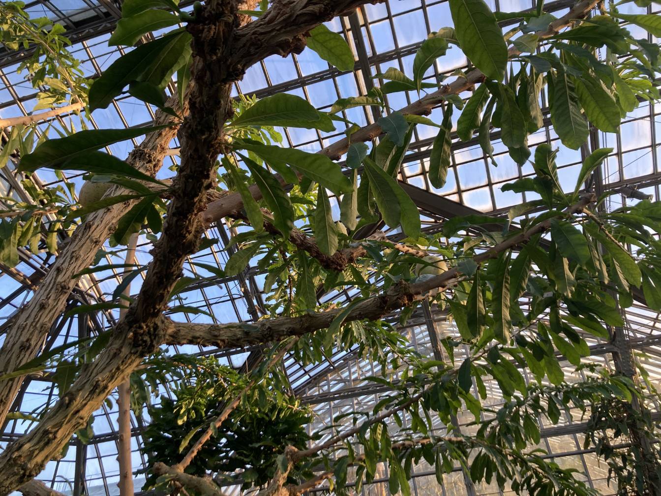 Calabash tree branches as seen from below.