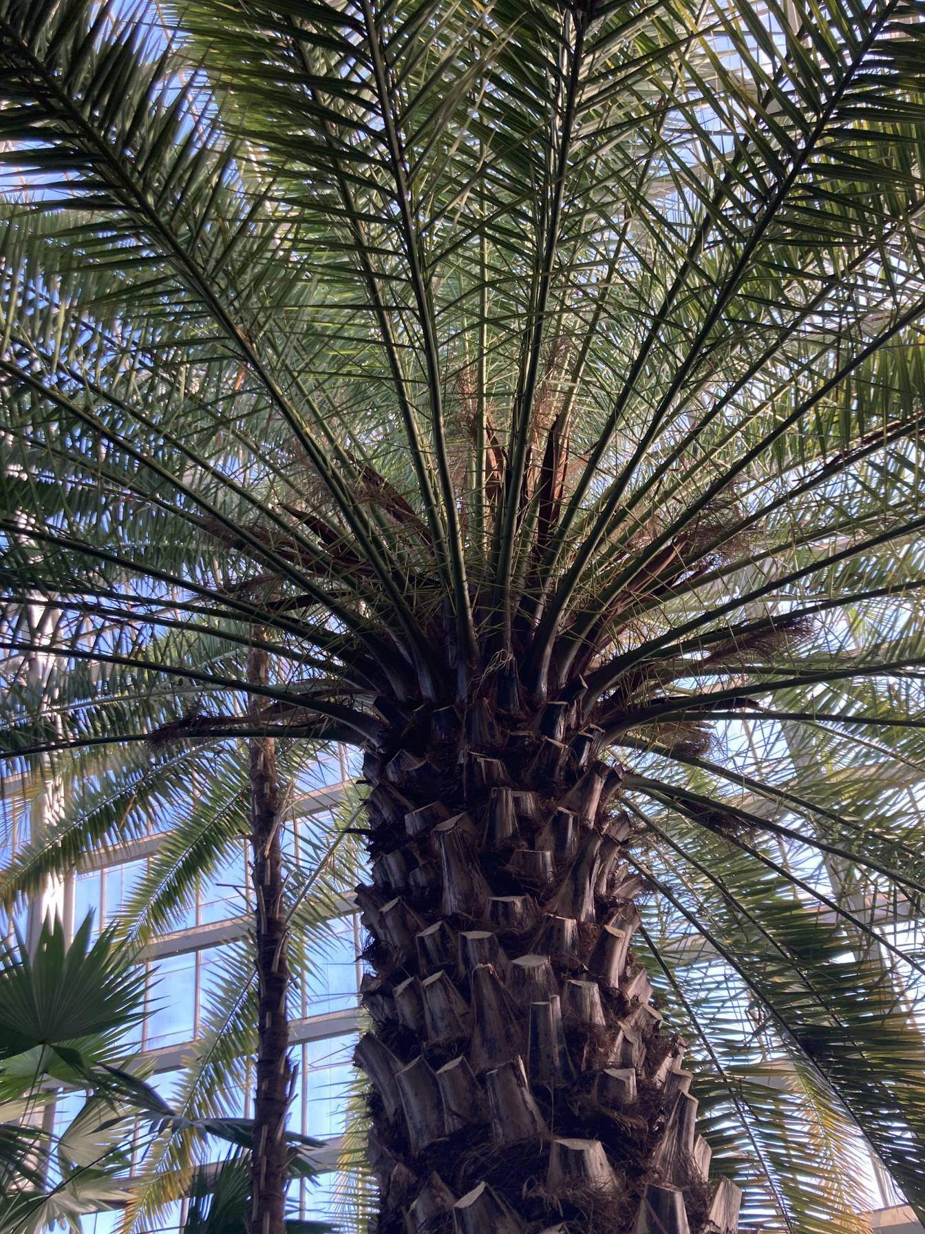 Canary Date Palm tree as seen from below.