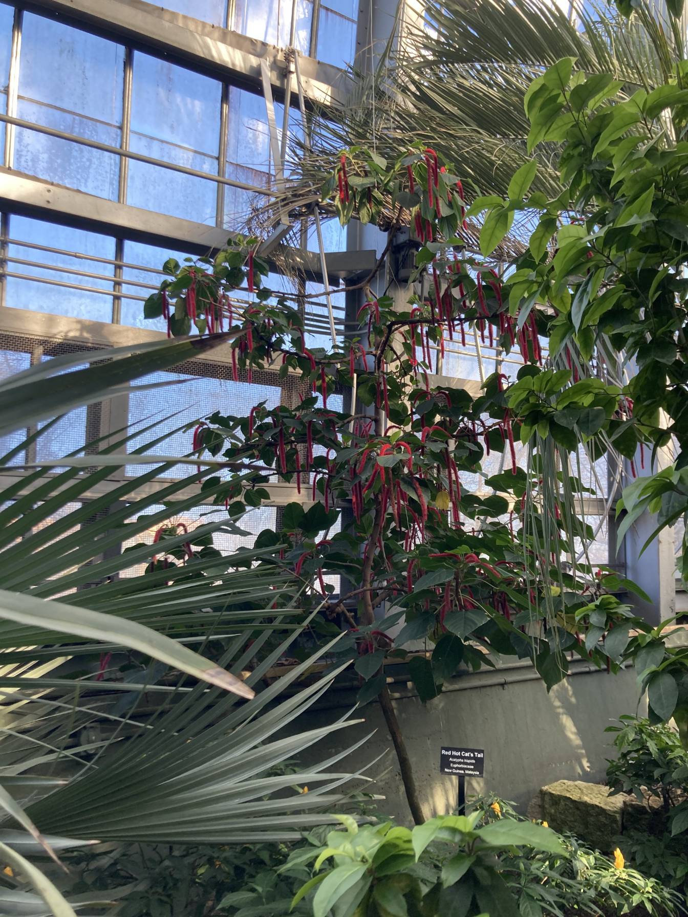 Red Hot Cat’s Tail tree.