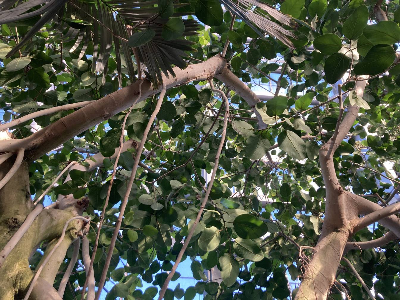 Ficus tree leaves as seen from below.