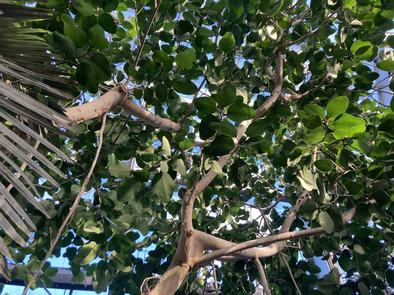 An alternate angle of ficus tree leaves.