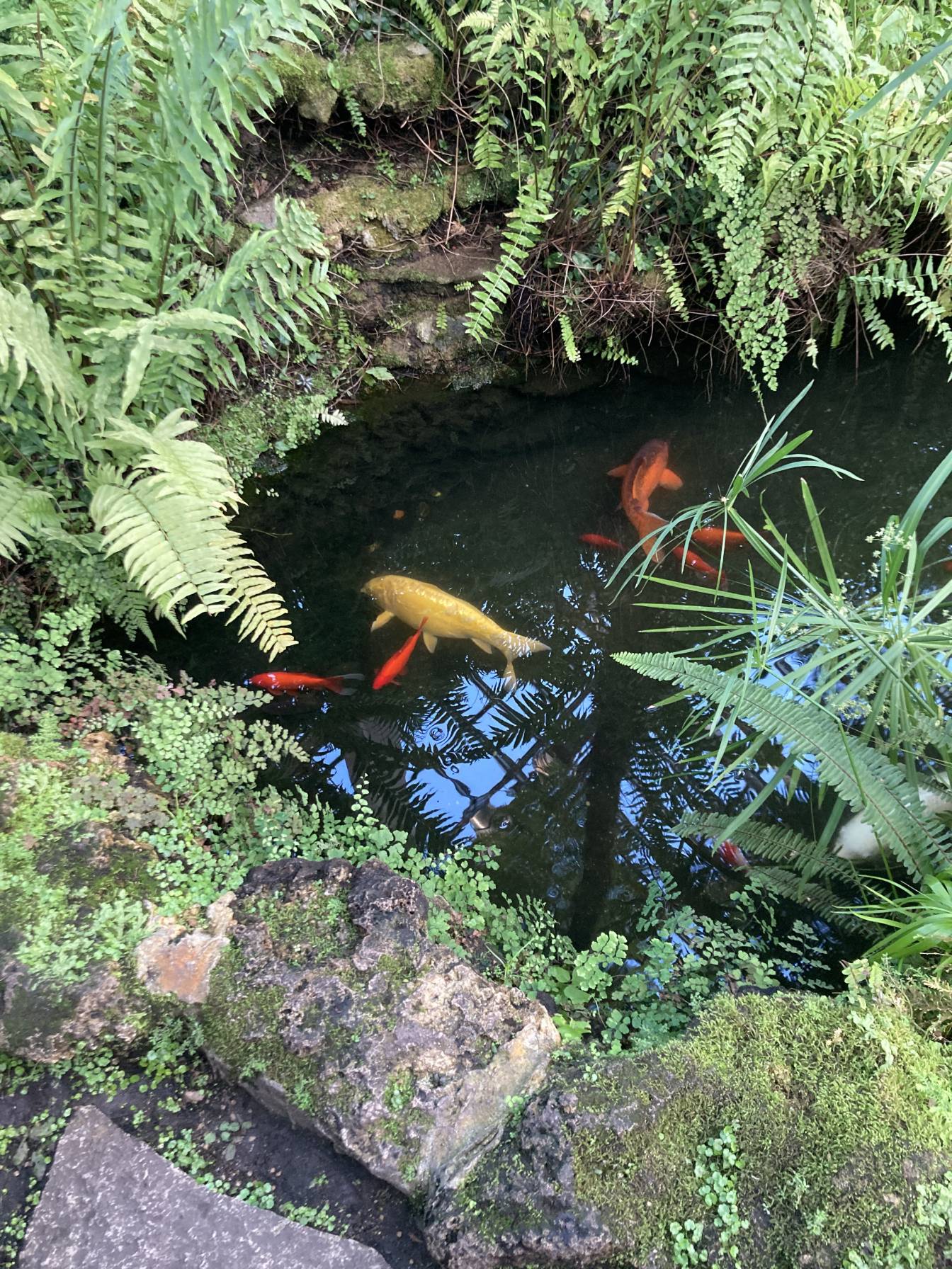 Orange and yellow koi fish of various sizes in a small pond.