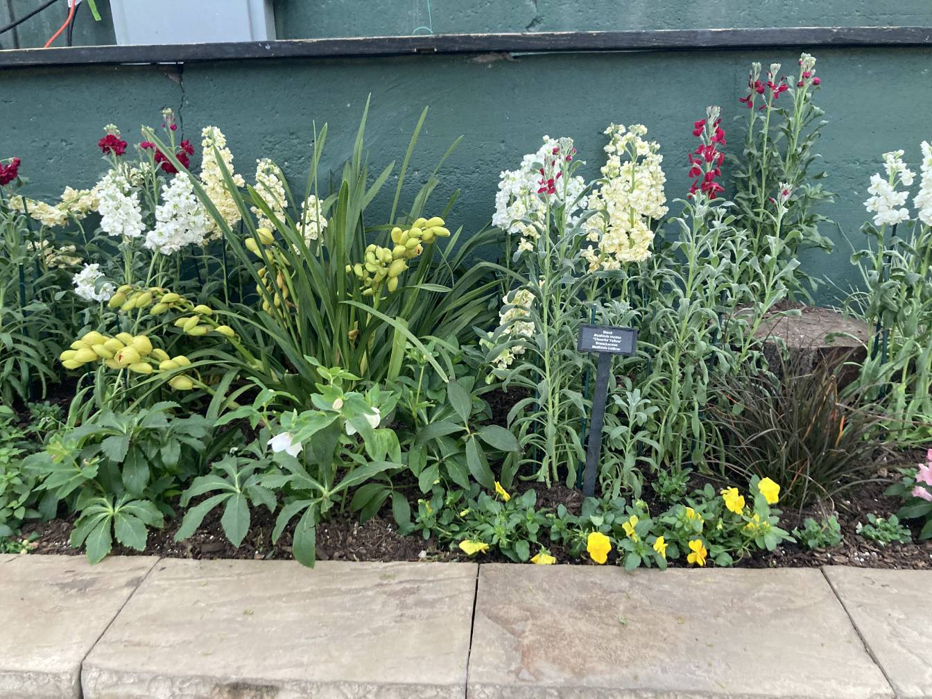 A patch of white, cream, and red stock flowers.