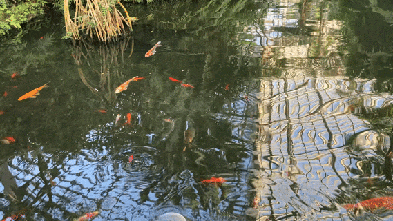 Animated GIF of the koi fish pond.