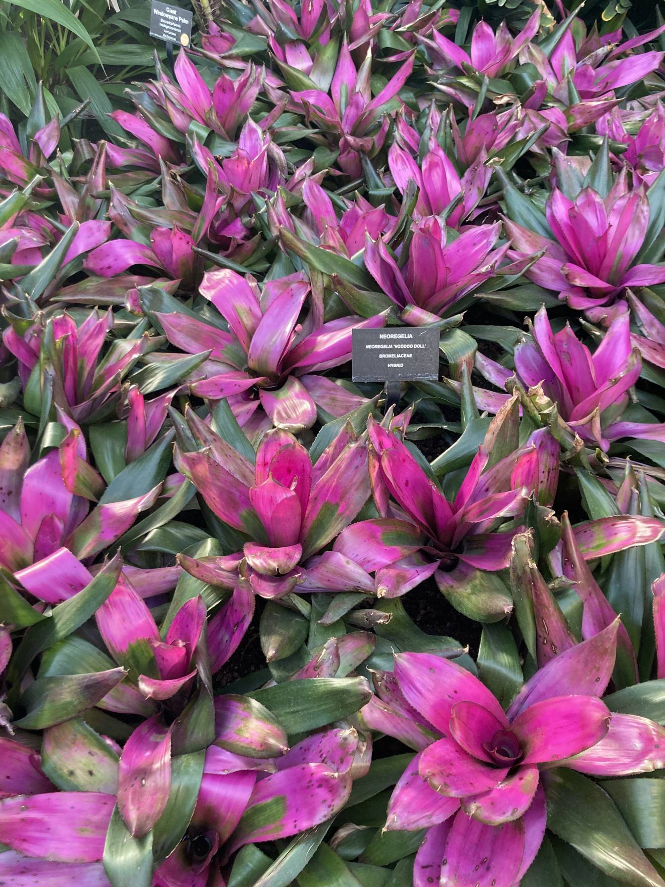 A dense patch of many neoregelia plants.
