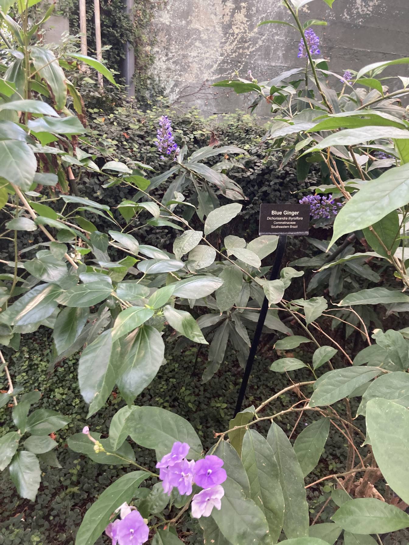A patch of two different purple flowers with a sign labeled 'Blue Ginger'.