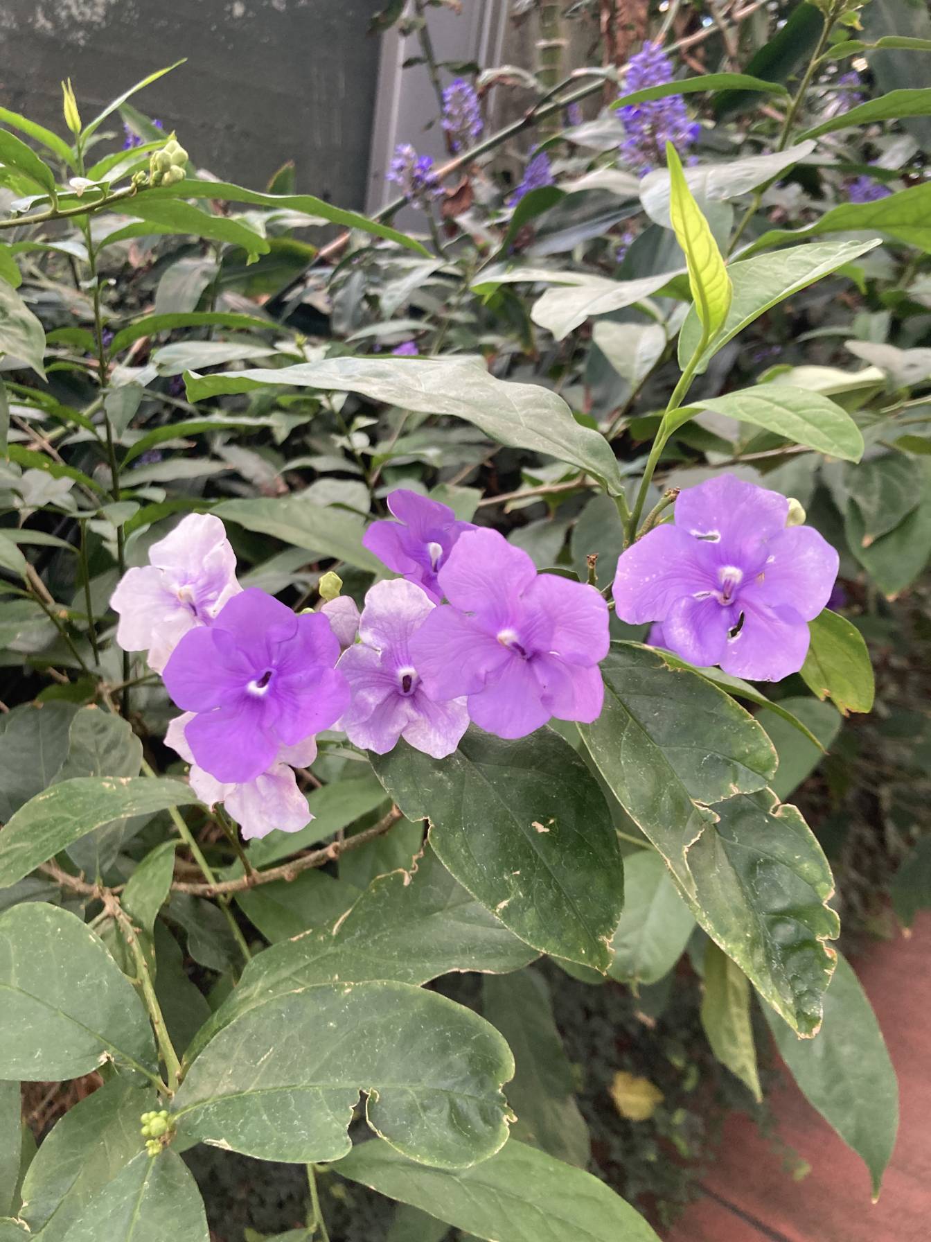 A close up of one of the purple flowers.