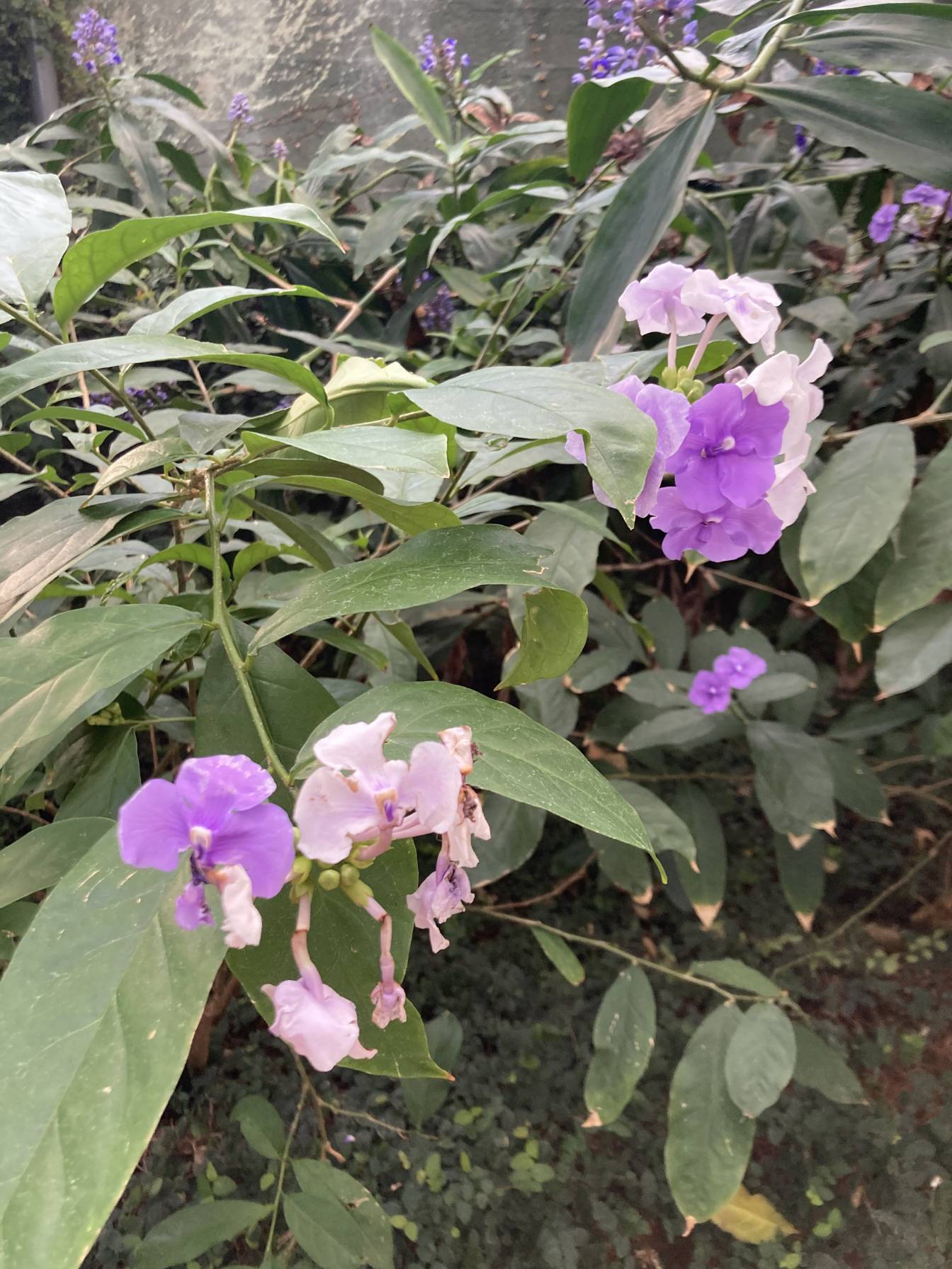 An alternate angle of the same purple flower.