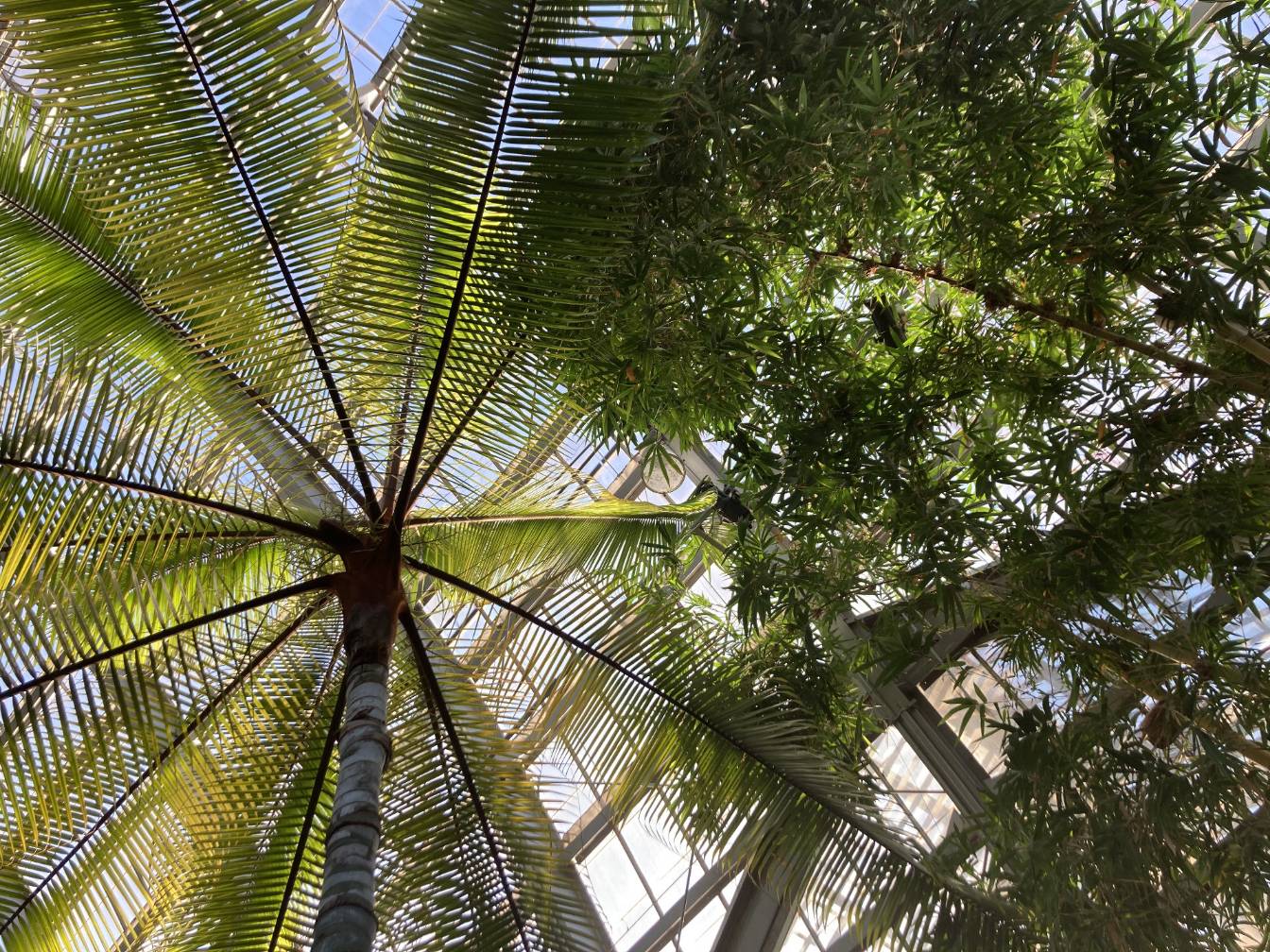 Palm tree leaves as seen from below.