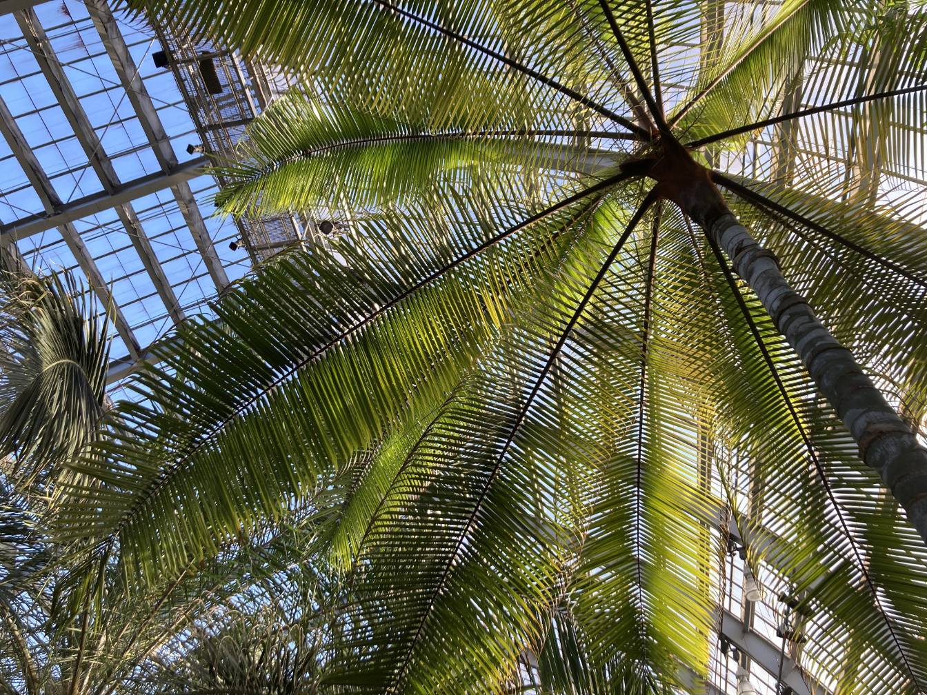 An alternate angle of palm tree leaves.