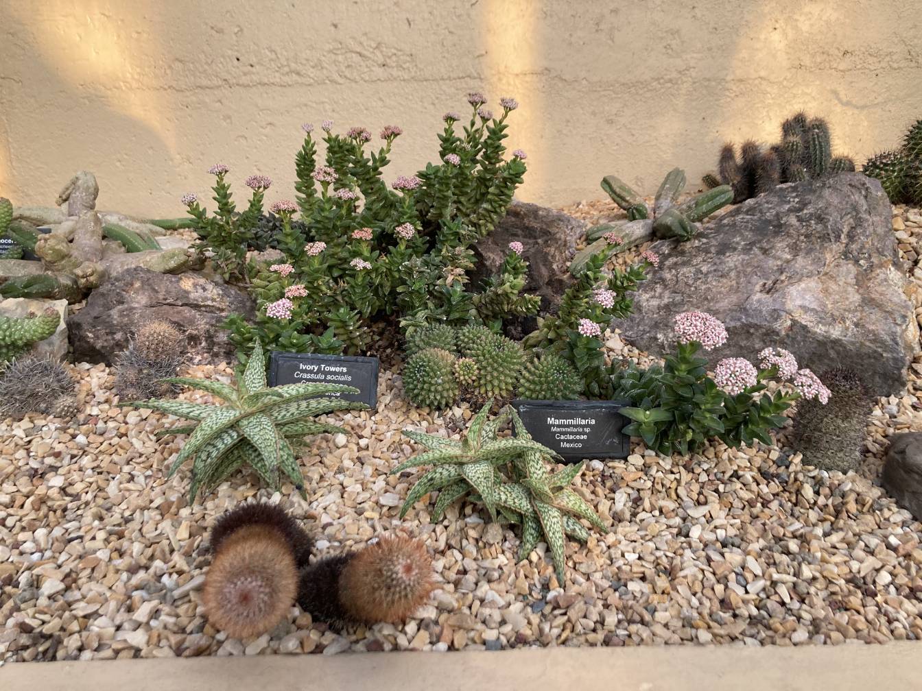 A bunch of assorted, small succulents.