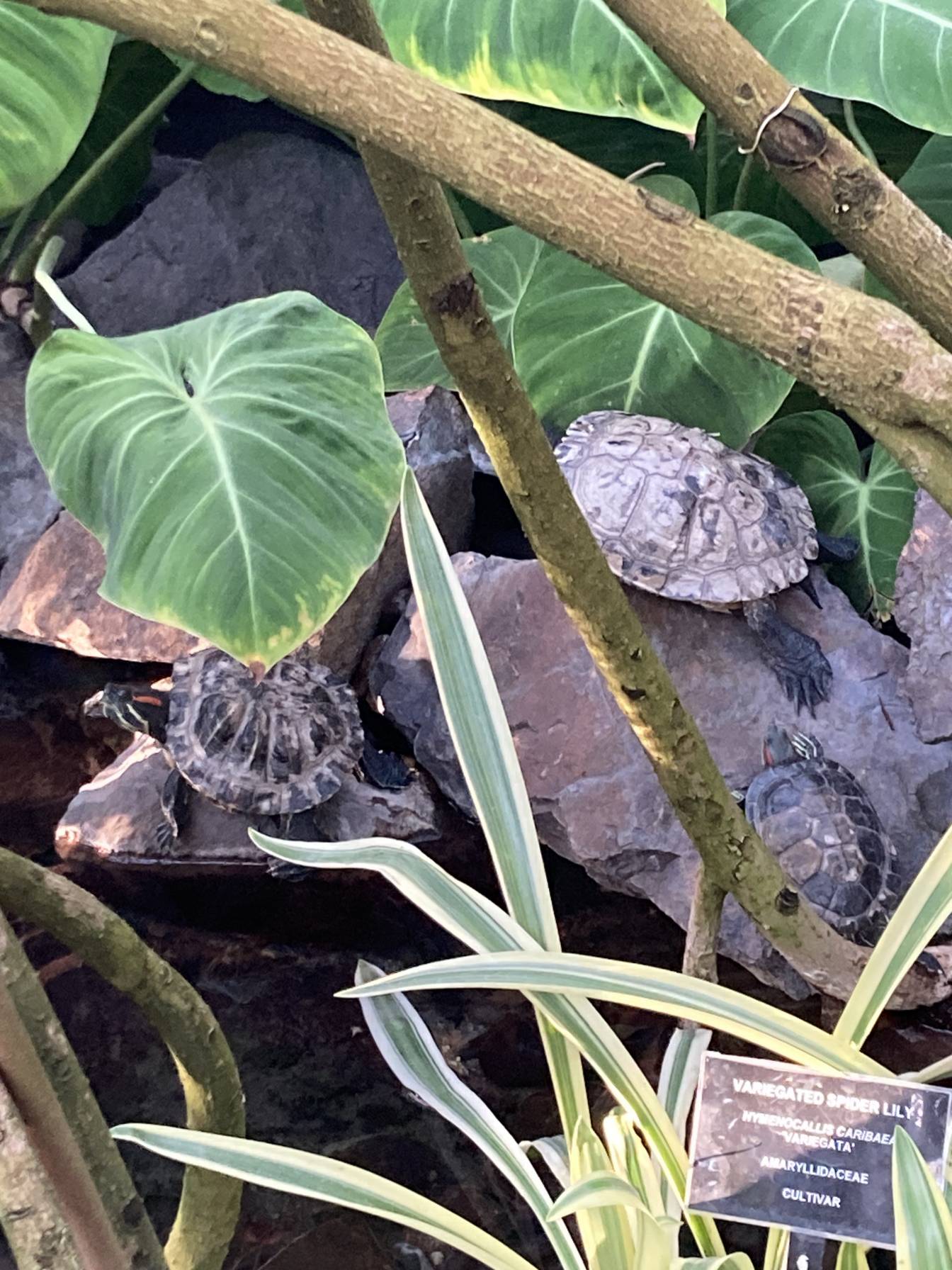 Three turtles sitting on some rocks by a water feature.