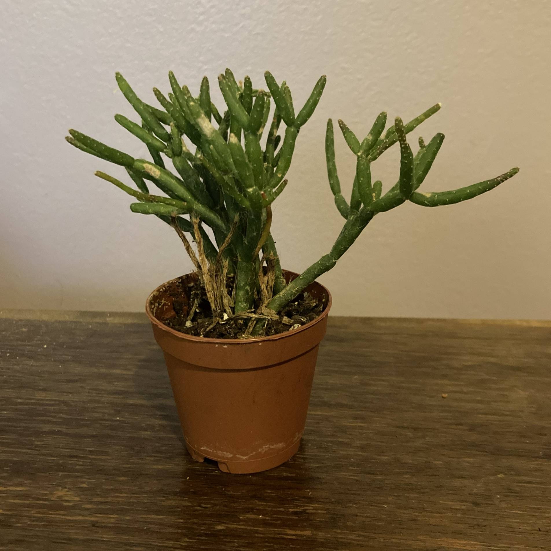 My new mini cactus in a pot on my desk.