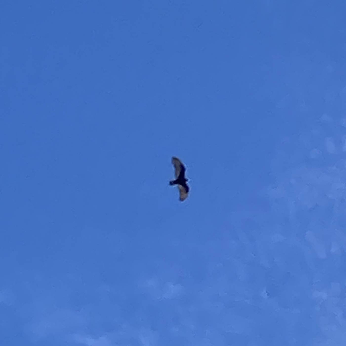 A large black bird soaring in the sky from a distance.