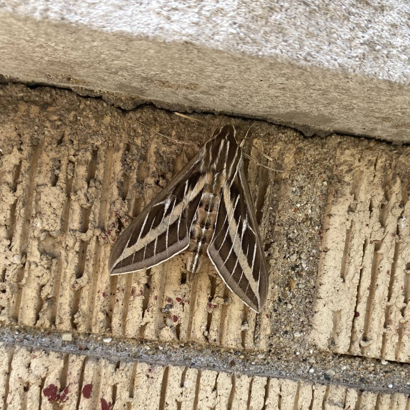A close up of brown and tan moth on the side of a building.