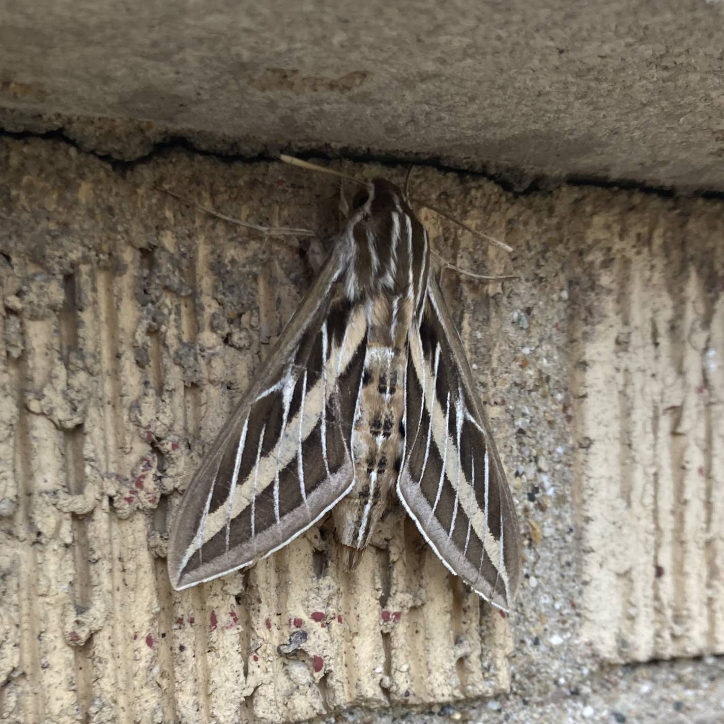 Another close up of the same moth from a slightly different angle.