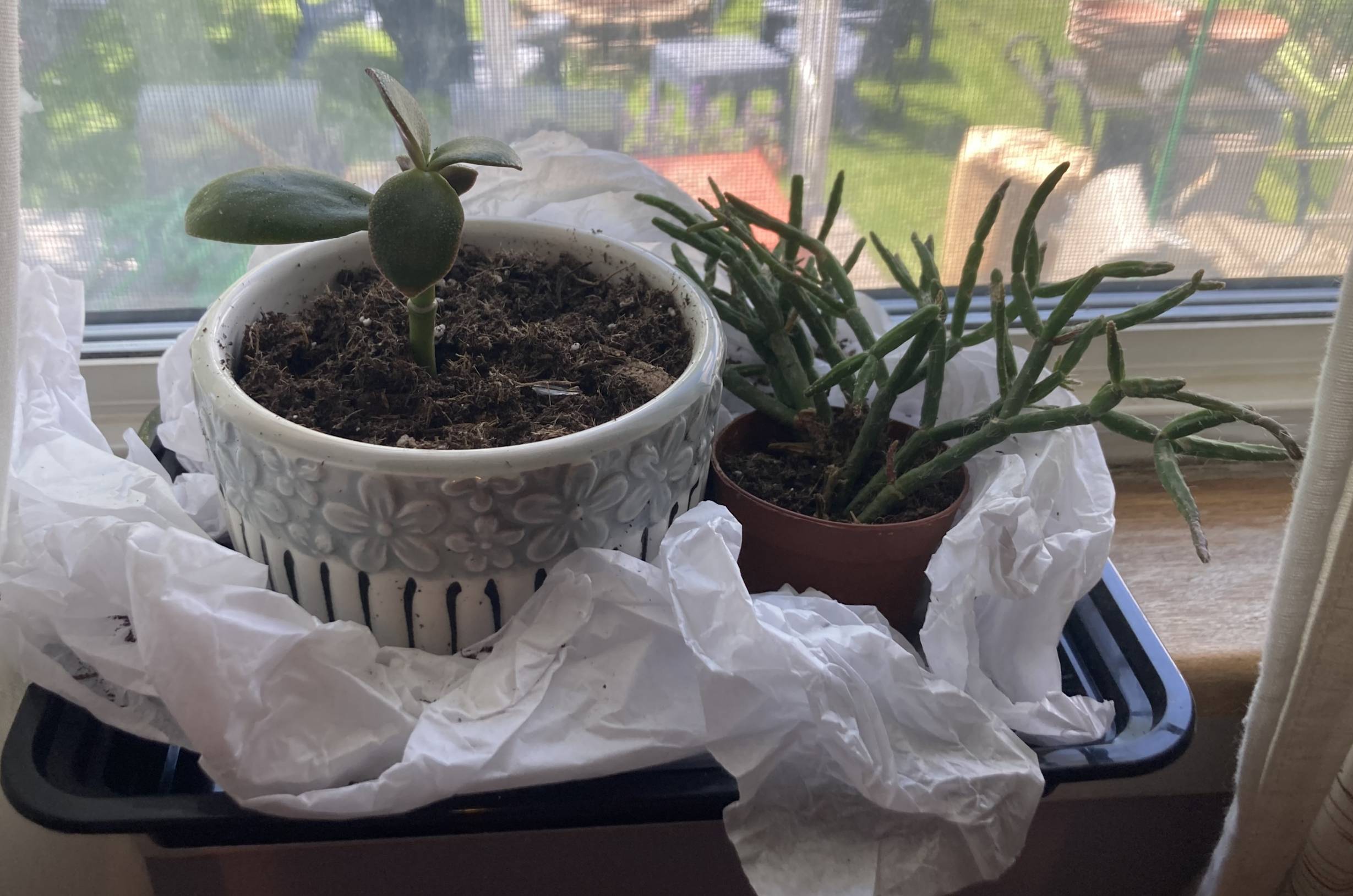 My two plants propped up on my window sill.