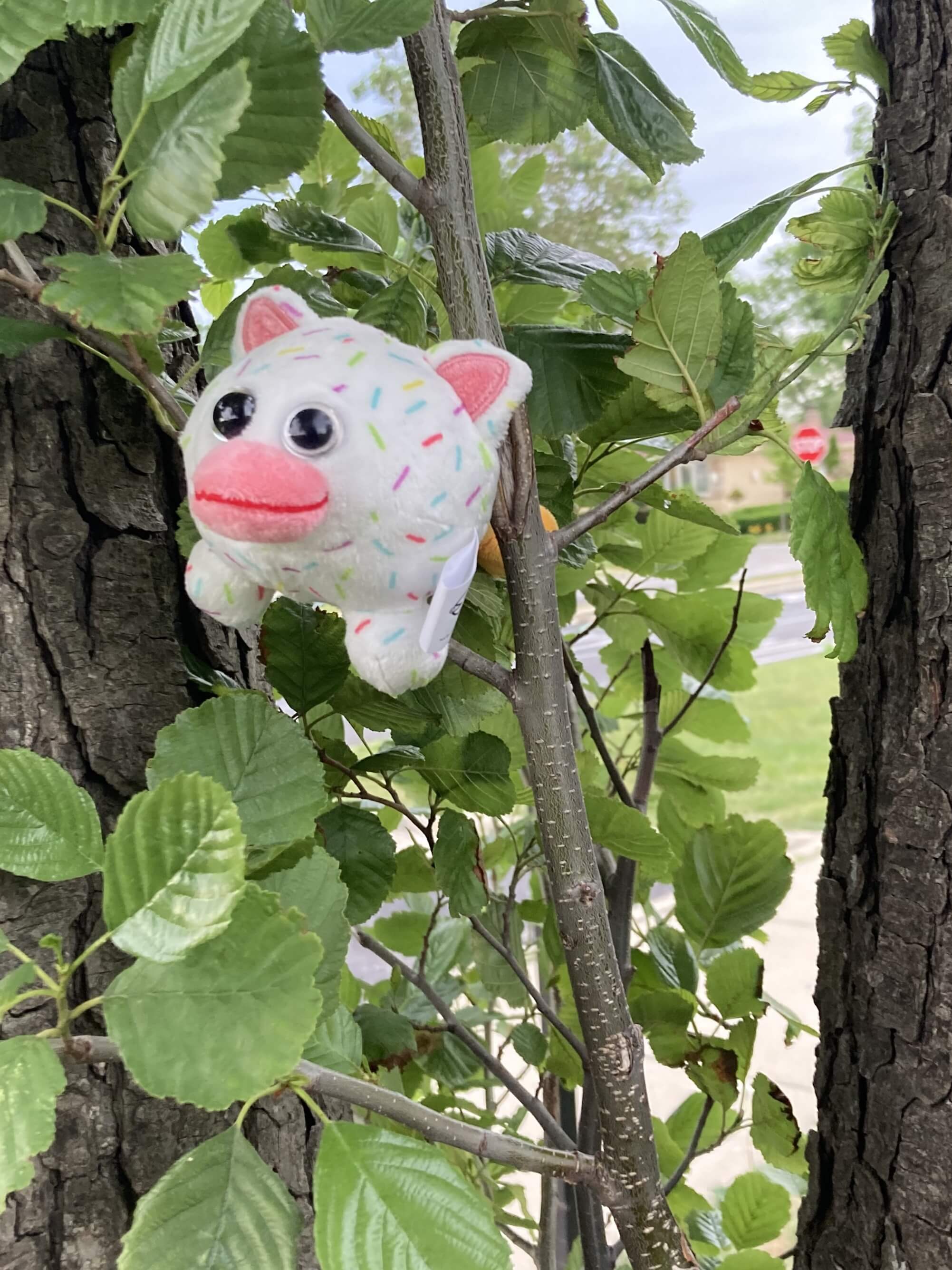 An alternate angle of Icecreampy in a tree.
